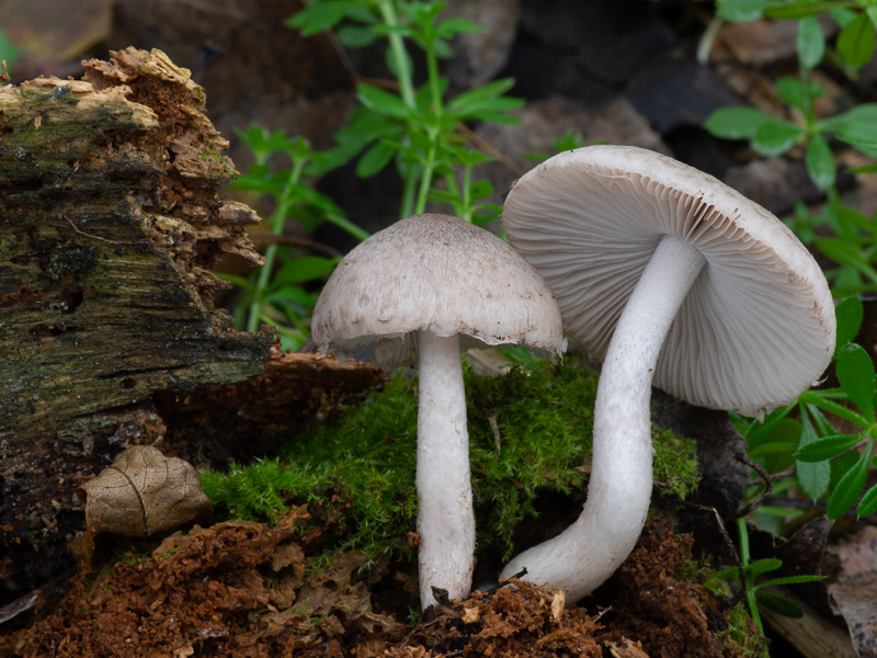 Psathyrella melanthina